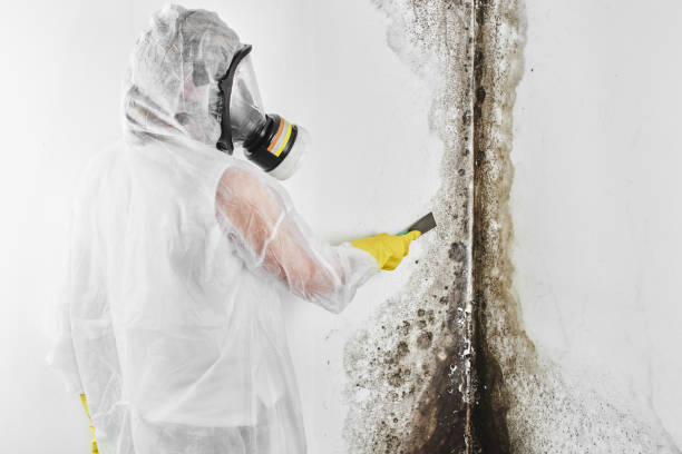 Best Emergency Mold Remediation in Pomona, CA