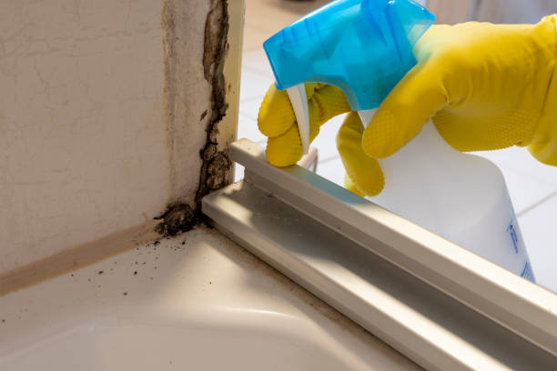 Best Industrial Mold Remediation in Pomona, CA