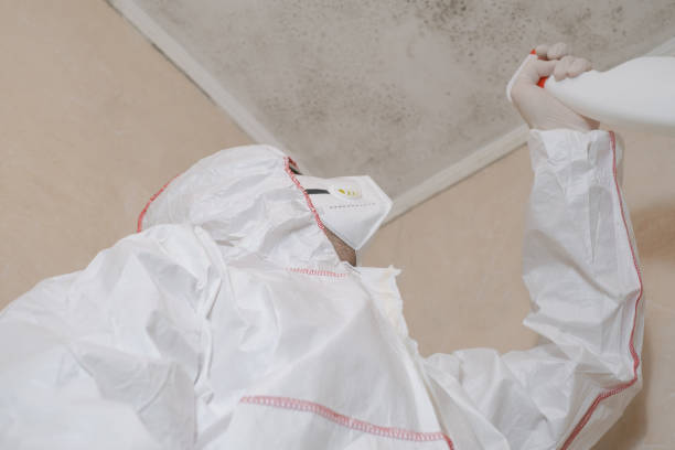 Best Commercial Mold Remediation in Pomona, CA