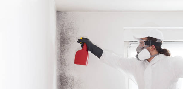 Pomona, CA Mold Remediation Company